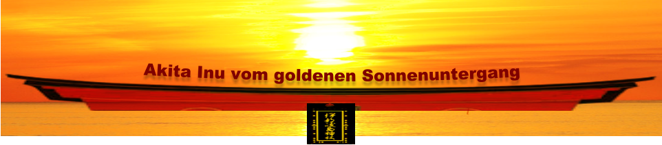 Akita Inu vom goldenen Sonnenuntergang